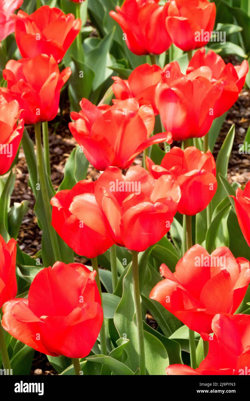Red Tulips in Spring Garden, Flower Bed, Tulipa 'Red Impression' Flowers Stock Photo