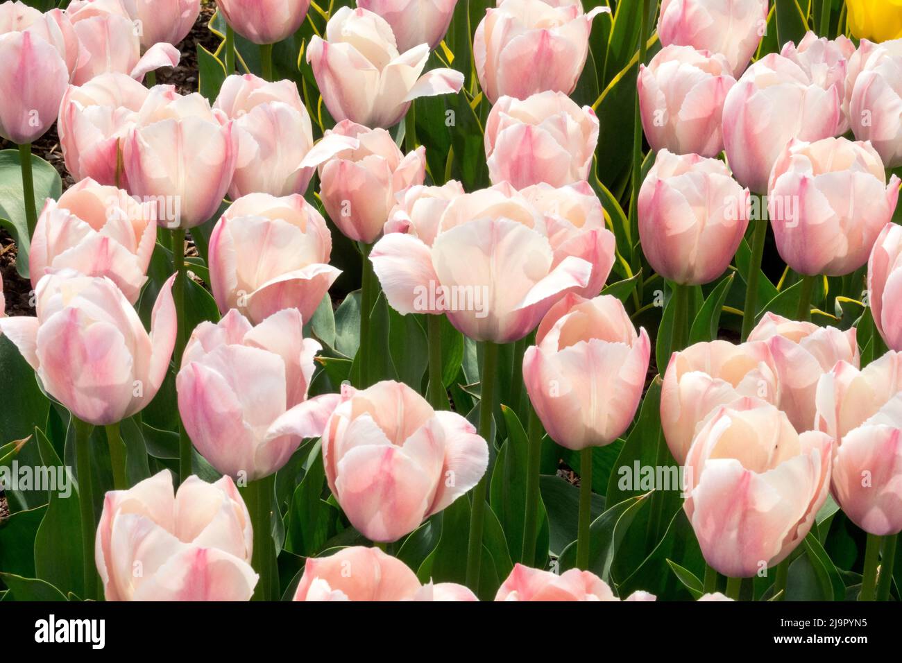 Bright Pink, Tulipa 'Van Eijk Salmon', Flowering, Tulips, Spring, Garden, Flower, Bed Stock Photo