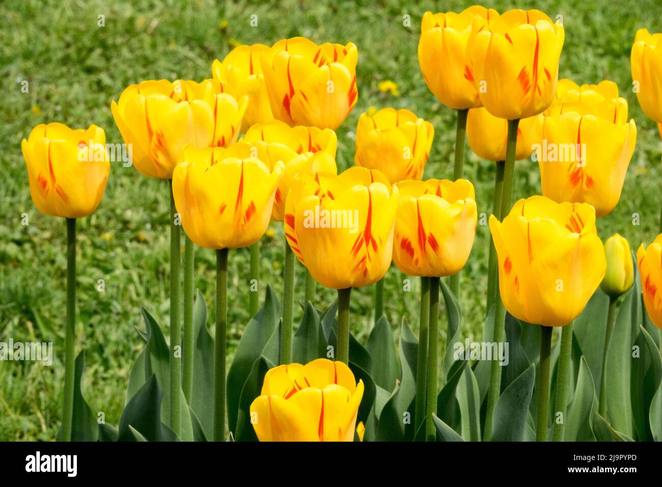Darwin hybrid, Tulips, Group, Yellow, Flowers, Colors, Spring, Flower, Bed, Blooms Stock Photo