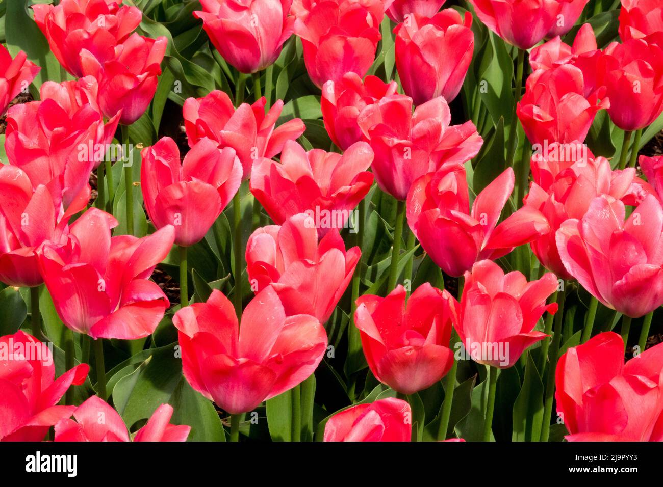 Pink, Tulips, Tulipa 'Van Eijk', Garden, Flowers, Bed, Spring, Tulip, Darwin hybrid Stock Photo