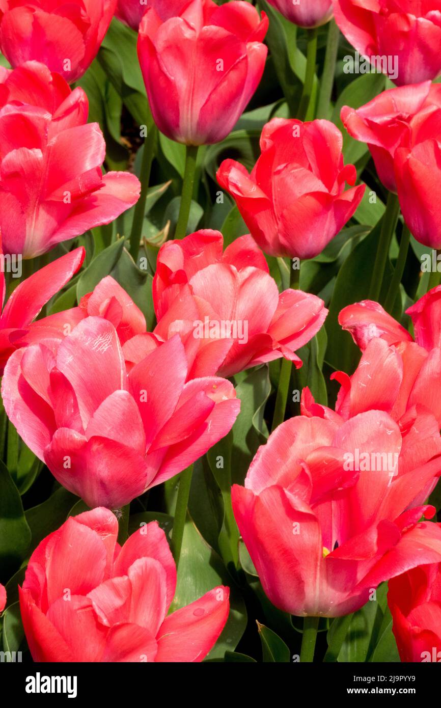 Tulipa Van Eijk pink darwin hybrid garden flowers spring flower bloom blossom bed Tulip Tulips Stock Photo