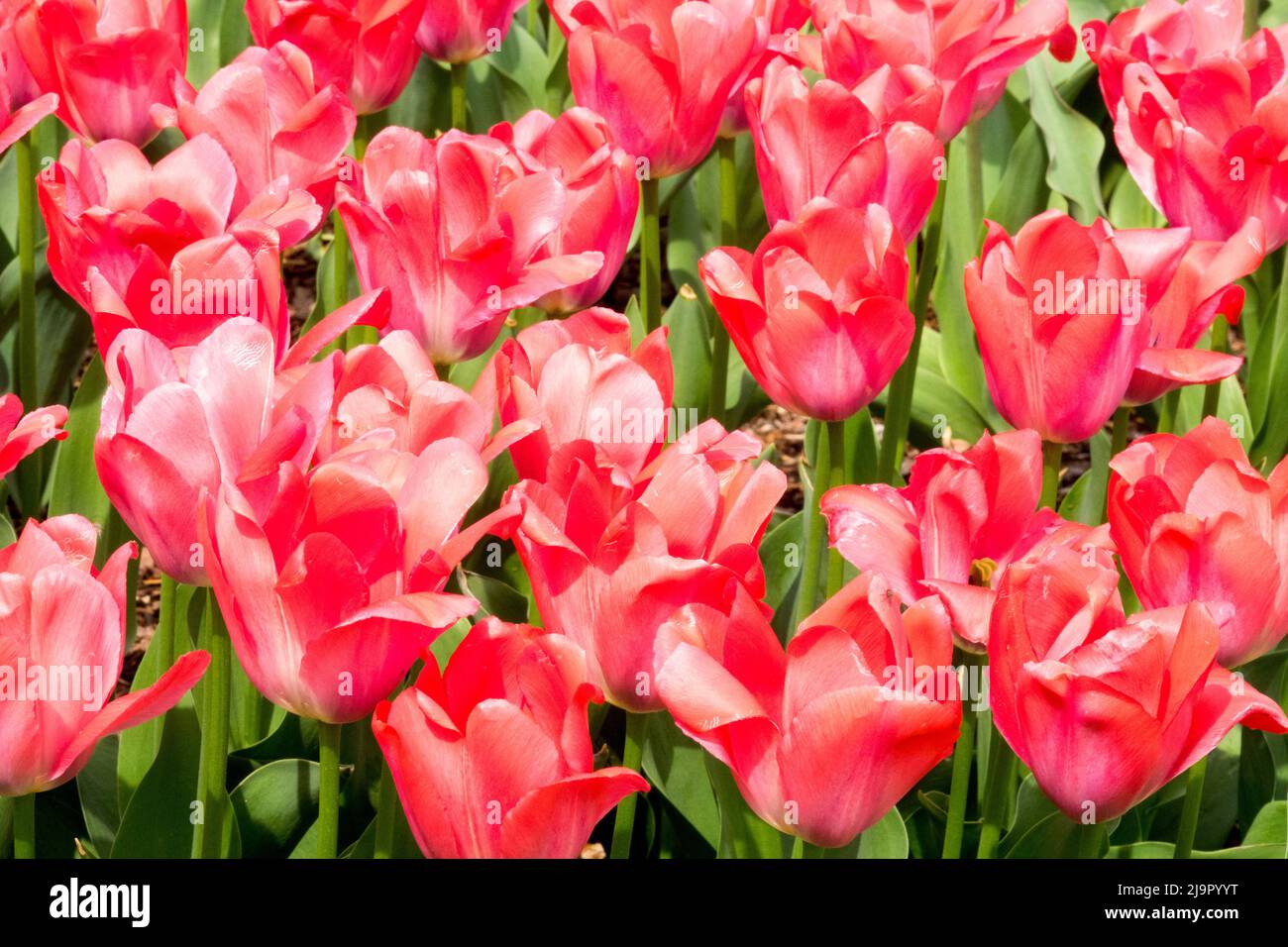Tulip Van Eijk pink darwin hybrid garden flowers spring flower bloom blossom bed Tulipa Tulips Stock Photo