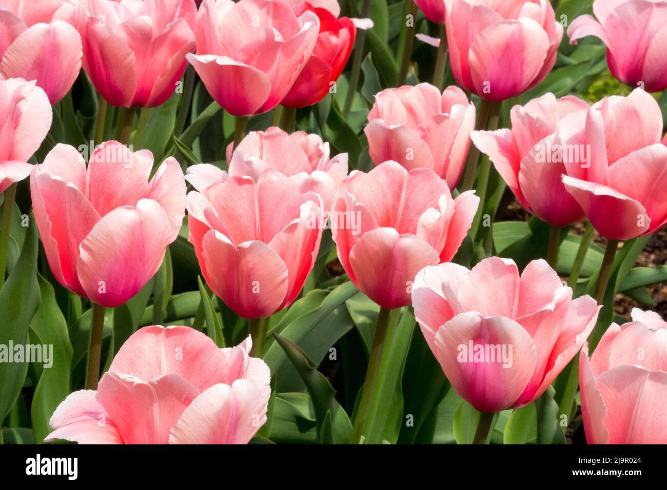 Tulipa 'Salmon Impression', Nice, Pink, Spring, Garden, Tulips, Tulip, Blooms, Flower bed Stock Photo