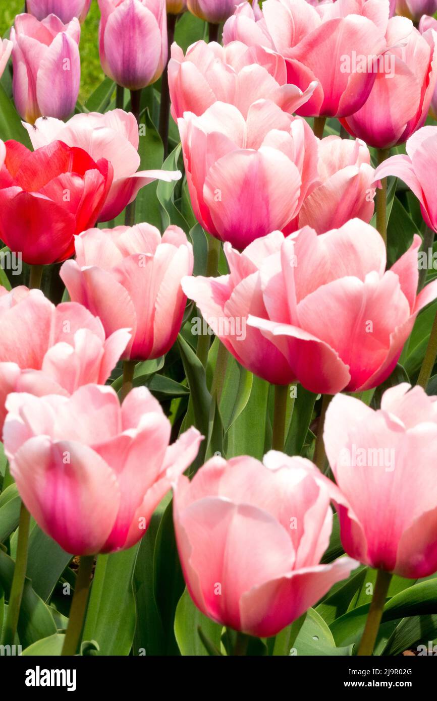 Tulipa 'Salmon Impression', Nice, Pink, Spring, Garden, Tulips, Tulip, Blooms, Flowers Stock Photo