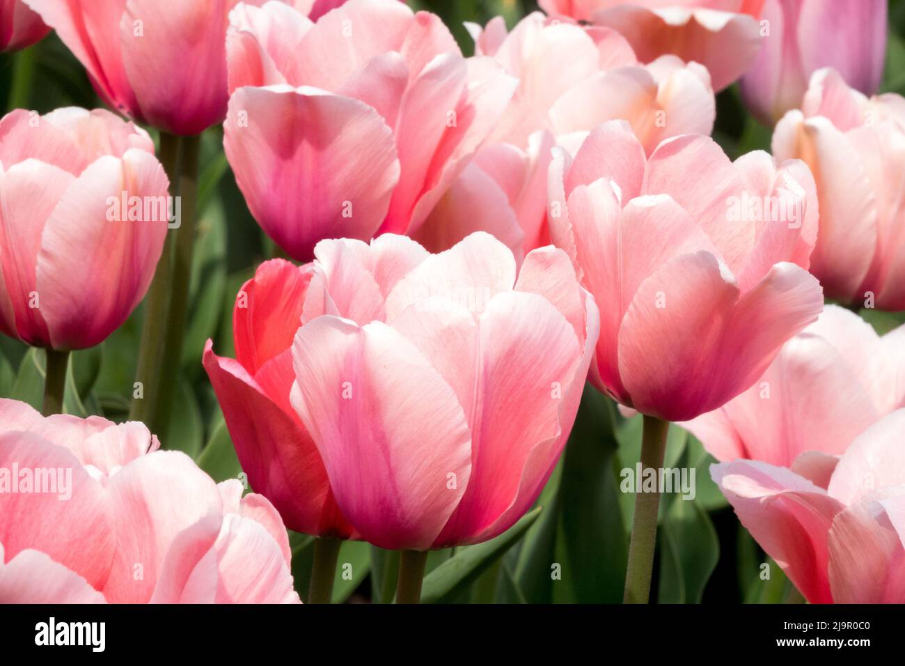 Tulipa 'Salmon Impression', Pink, Tulips, Tulip, Blooms, Darwin hybrid Stock Photo