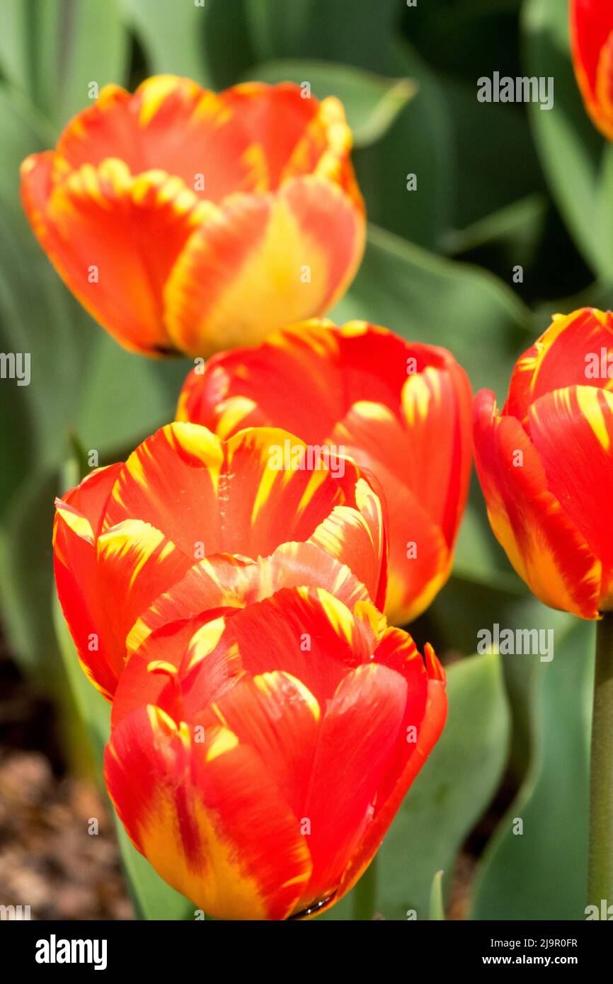 Tulips, 'Banja Luka', Flower, Garden, Tulipa, Flowering, Tulips, Spring, Bulbous plant, Flowers Stock Photo
