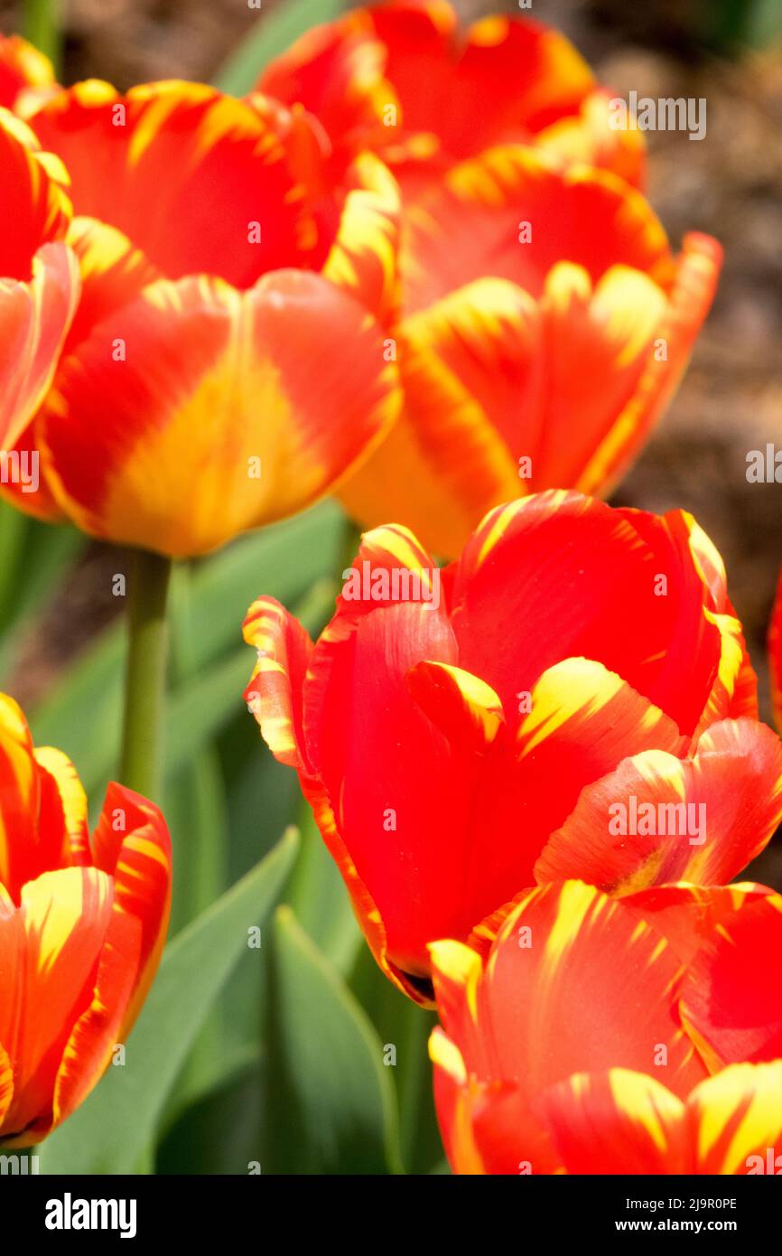Tulipa, 'Banja Luka', Flower, Garden, Tulips, Flowering, Tulip, Spring, Bulbous plant, Flowers Stock Photo