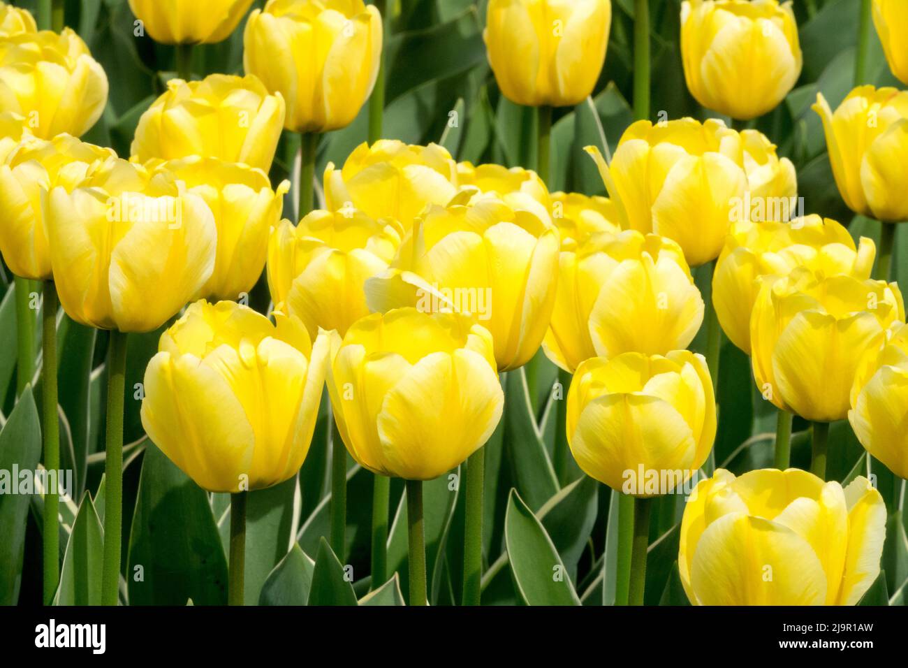 Cream yellow colour hi res stock photography and images Alamy
