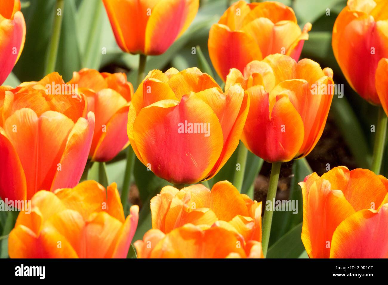 Tulipa 'Apeldoorns Elite', Nice, Orange Purple, Tulips, Flowers, Tulip flower bed Stock Photo
