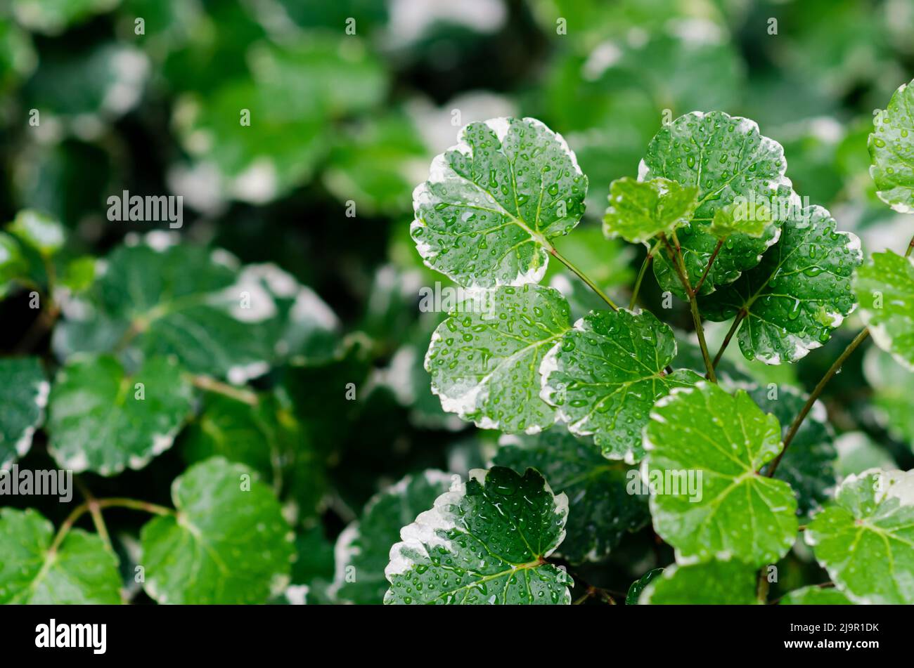 Green and white color leaves of Polyscias guilfoylei (or geranium aralia, wild coffee) have water drop after rain. Stock Photo