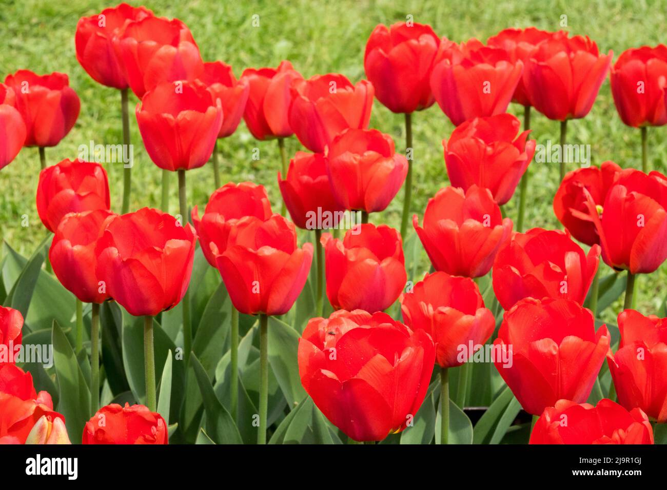 Tulipa, 'Apeldoorn', Darwin hybrid, Red Tulips, Flowers, Tulip, Petals, Garden, Flower Stock Photo