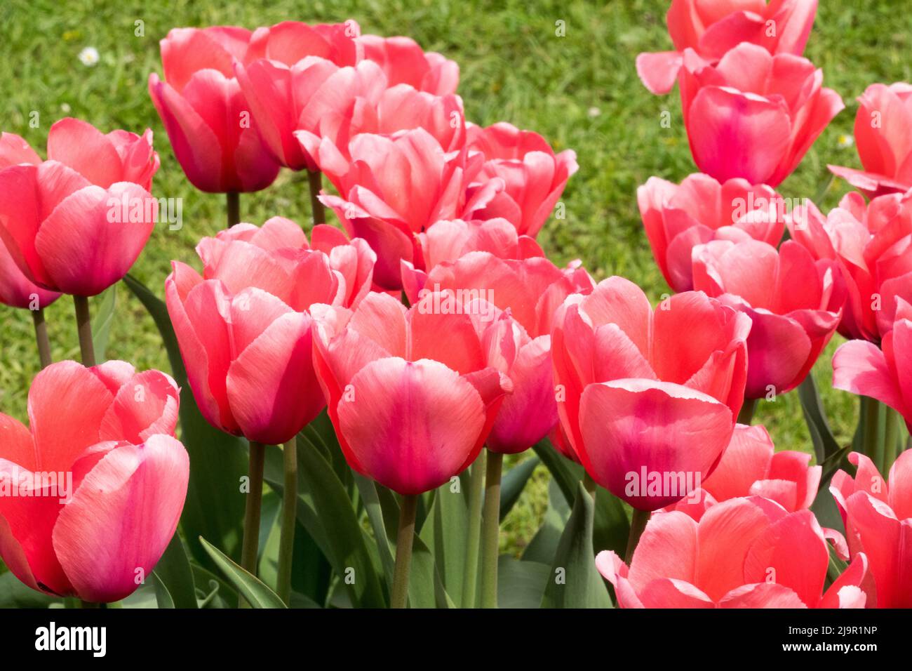 Tulipa 'Pink Impression', Flowers, Pink, Tulips, Garden, Spring, Blooms, Tulip, Flower Stock Photo