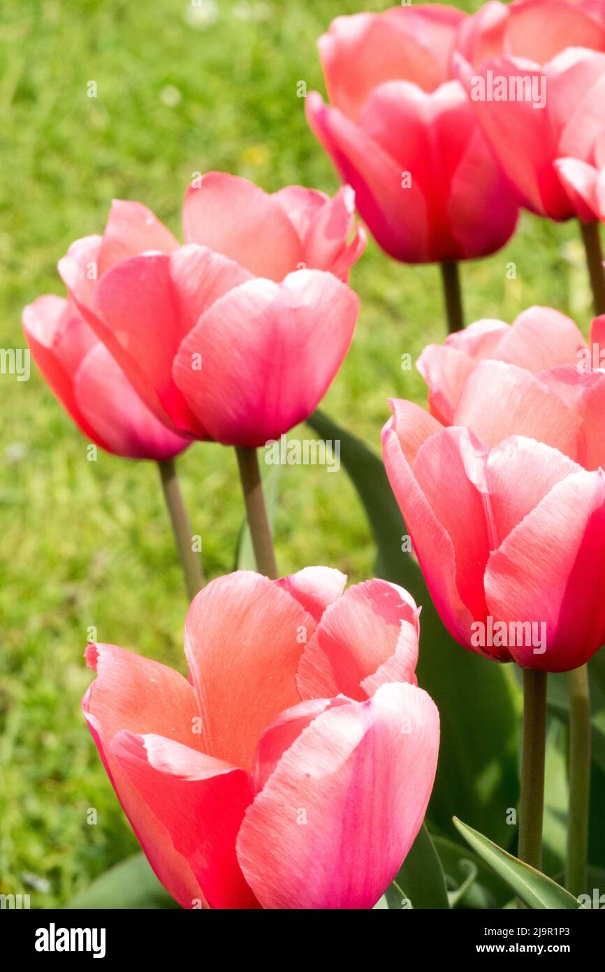 Tulipa, 'Pink Impression', Flowers, Pink, Tulips, Garden, Spring, Blooms, Tulip, Flower Stock Photo