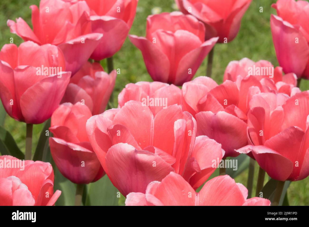 Pink tulips flowers Pink Tulipa 'Pink Impression' Beautiful tulips blooms, Tulip Stock Photo