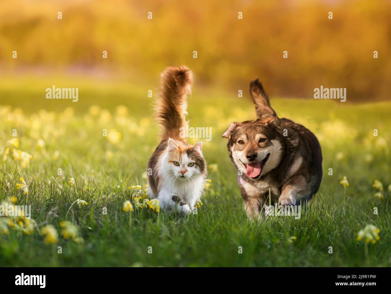 couple of friends a cat and a dog run merrily through a summer flowering meadow Stock Photo