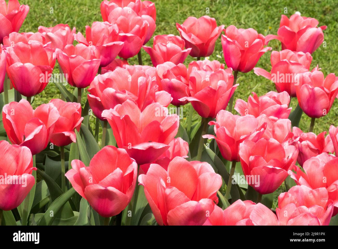 Darwin hybrid, Group, 'Pink Impression', Plant, Tulip, Tulipa, Tulips, Garden, Bed Pink tulips Stock Photo