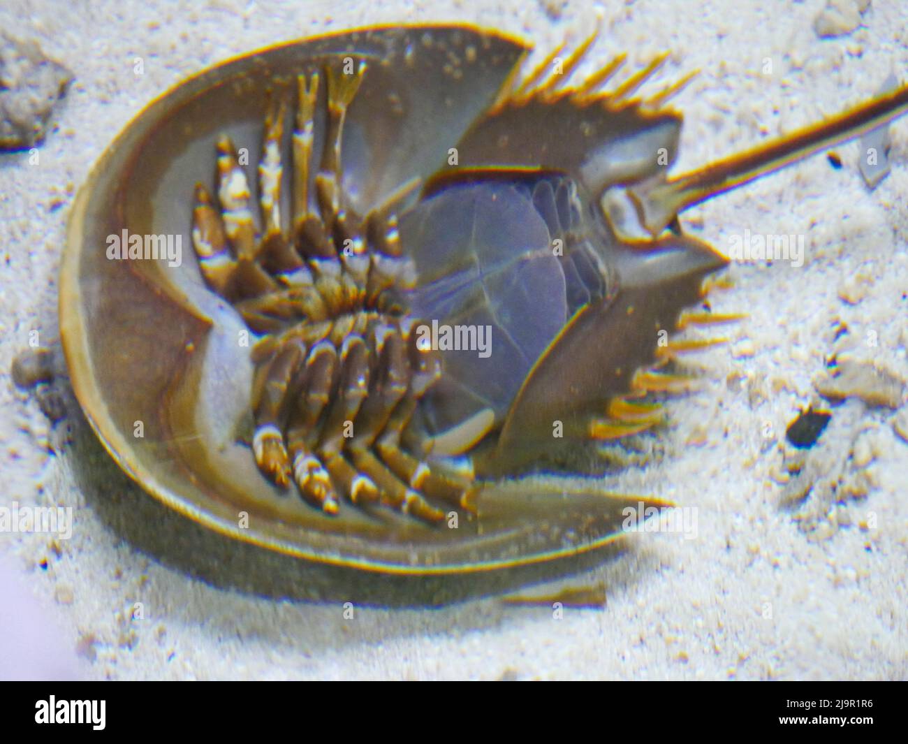 Horseshoe crab upside down position in water at Aquarium Stock Photo Alamy