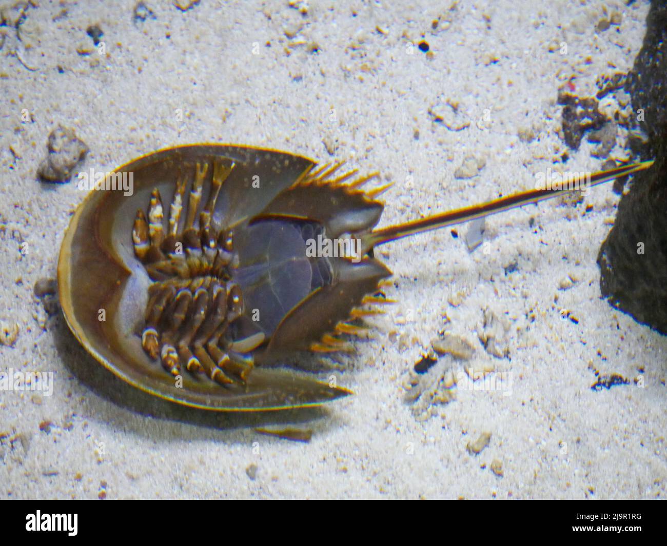 Horseshoe crab upside down position in water at Aquarium Stock Photo Alamy