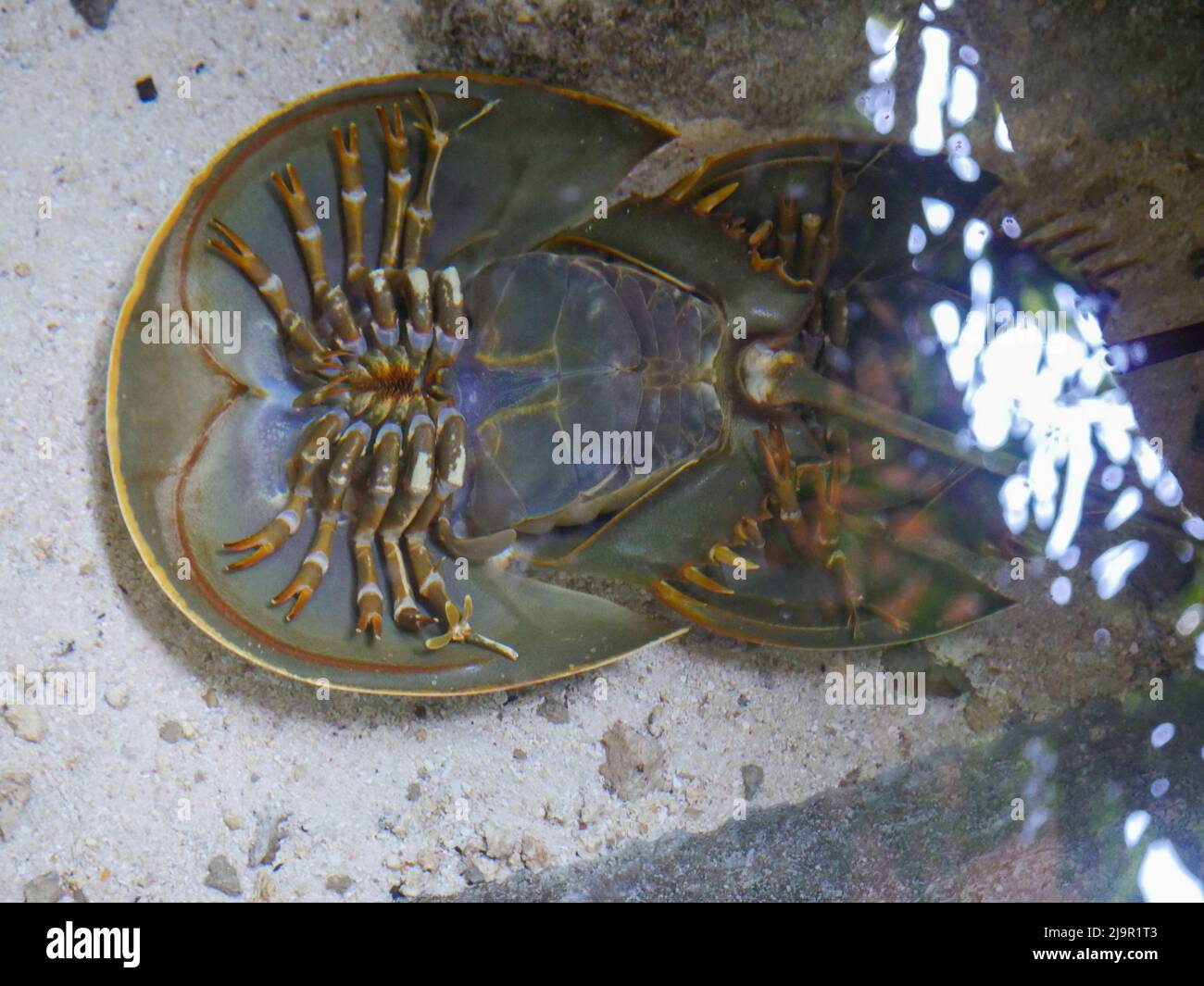 Horseshoe crab upside down position in water at Aquarium Stock Photo Alamy