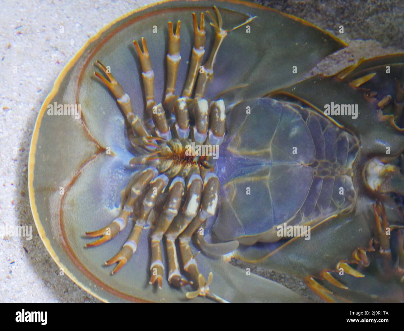 Horseshoe crab upside down position in water at Aquarium Stock Photo Alamy