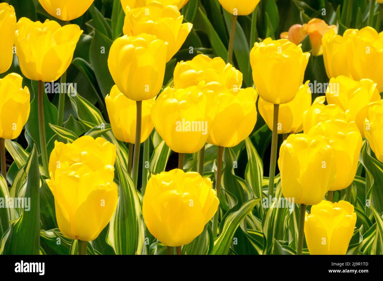 Tulipa 'Yellow Wave', Darwin hybrid, Tulips Group, Yellow Flowers Blooms, Spring Stock Photo