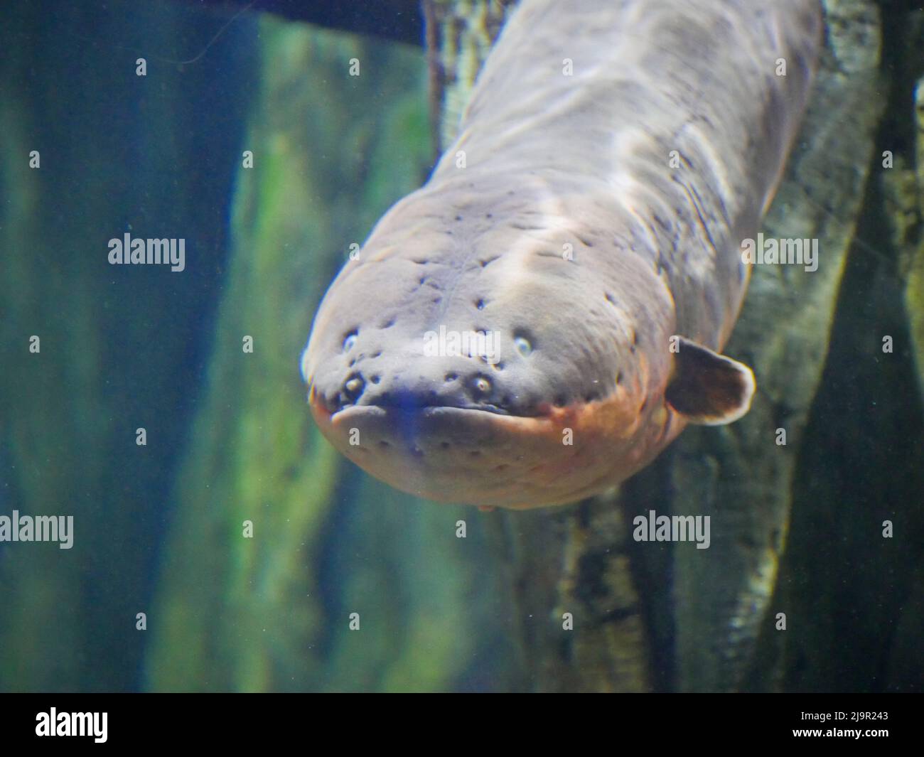 Electric eel also known as Electrophorus electricus fish in Fish Aquarium Stock Photo Alamy