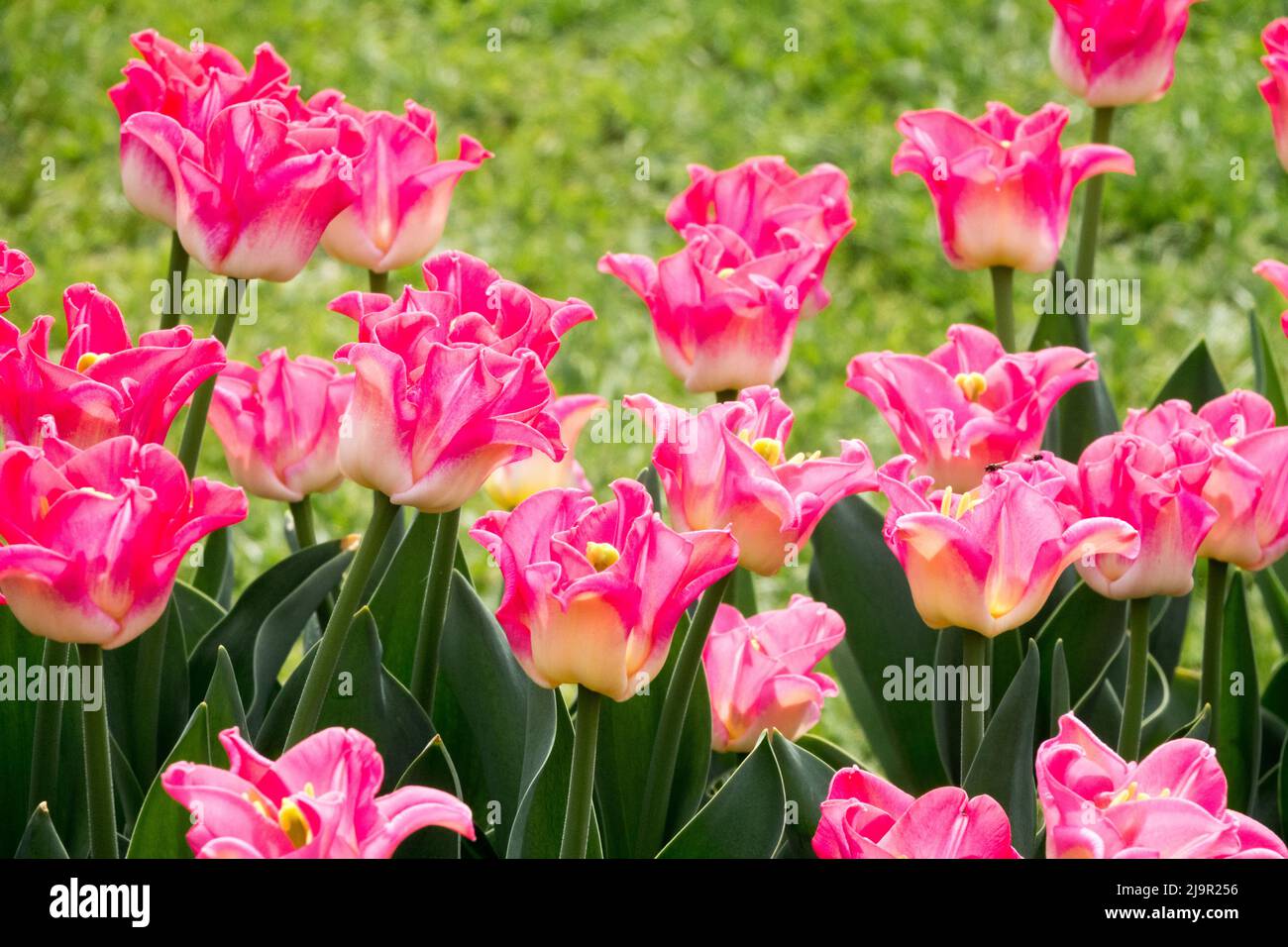 Tulipa crown of dynasty hires stock photography and images Alamy