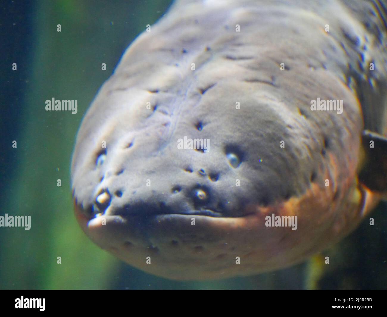 Electric eel also known as Electrophorus electricus fish in Fish Aquarium Stock Photo