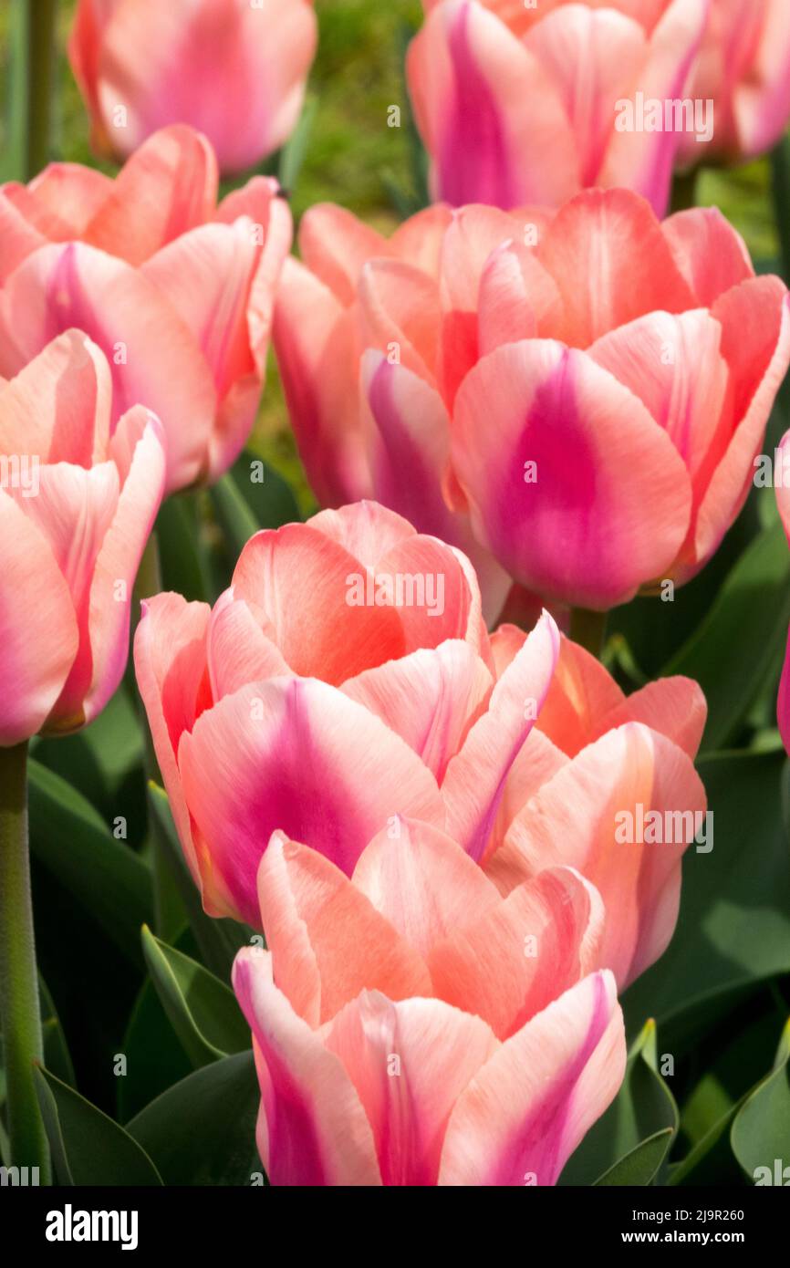 Tulipa 'Apricona' Pink Flower Portrait, Tulip, Triumph Hybrid, Spring Stock Photo