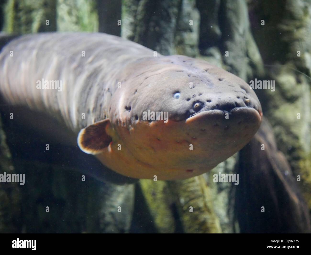 Electric eel also known as Electrophorus electricus fish in Fish Aquarium Stock Photo