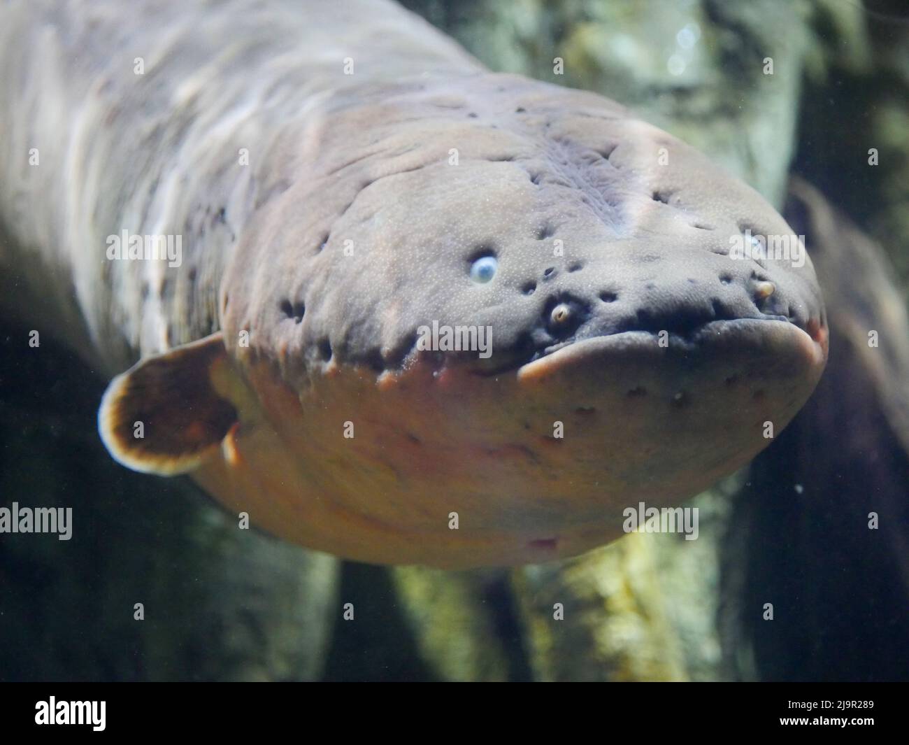 Electric eel also known as Electrophorus electricus fish in Fish Aquarium Stock Photo