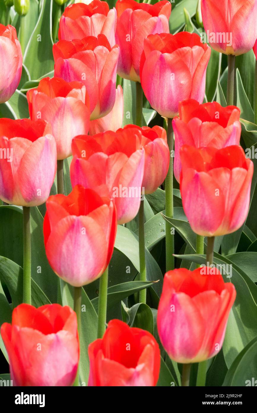 Spring tulips, beautiful pale red color, rose Tulip 