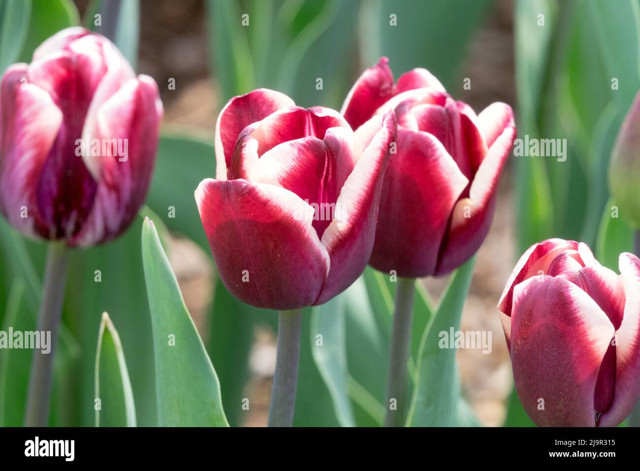 Tulipa 'Fontainebleau' Brownish-purple edged white, Tulip Tulips Stock Photo