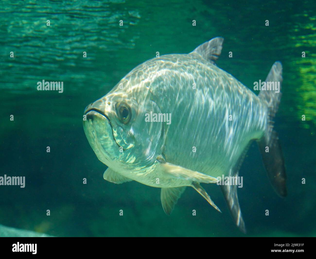 Atlantic tarpon fish also known as the silver king, swimming in fish tank aquarium. it is a ray-finned fish that inhabits coastal waters, estuaries, l Stock Photo