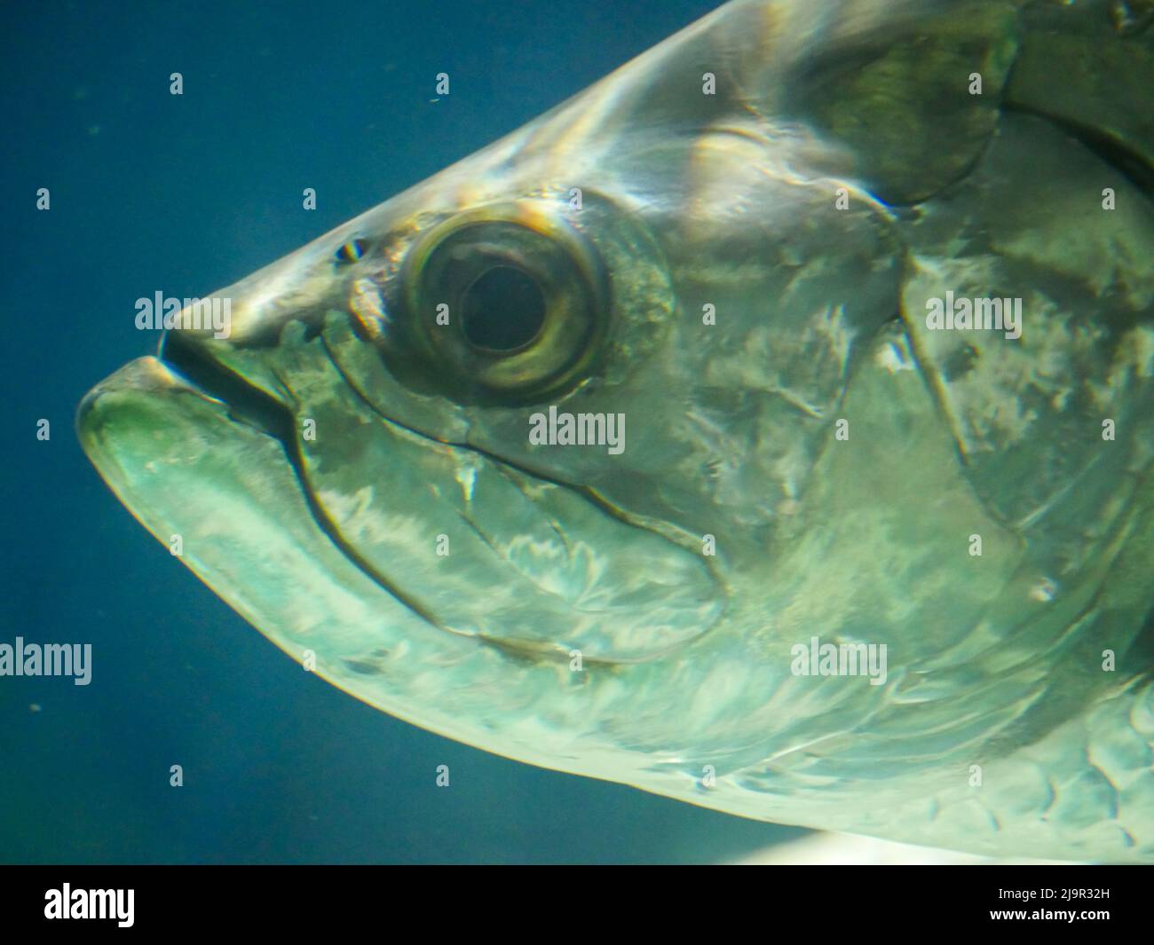 Atlantic tarpon fish also known as the silver king, swimming in fish tank aquarium. it is a ray-finned fish that inhabits coastal waters, estuaries, l Stock Photo