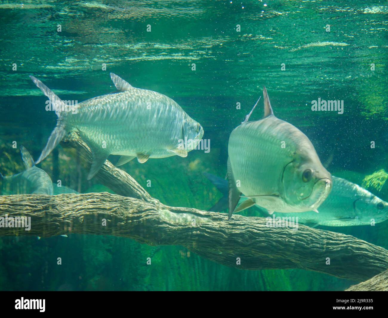 Atlantic tarpon fish also known as the silver king, swimming in fish tank aquarium. it is a ray-finned fish that inhabits coastal waters, estuaries, l Stock Photo