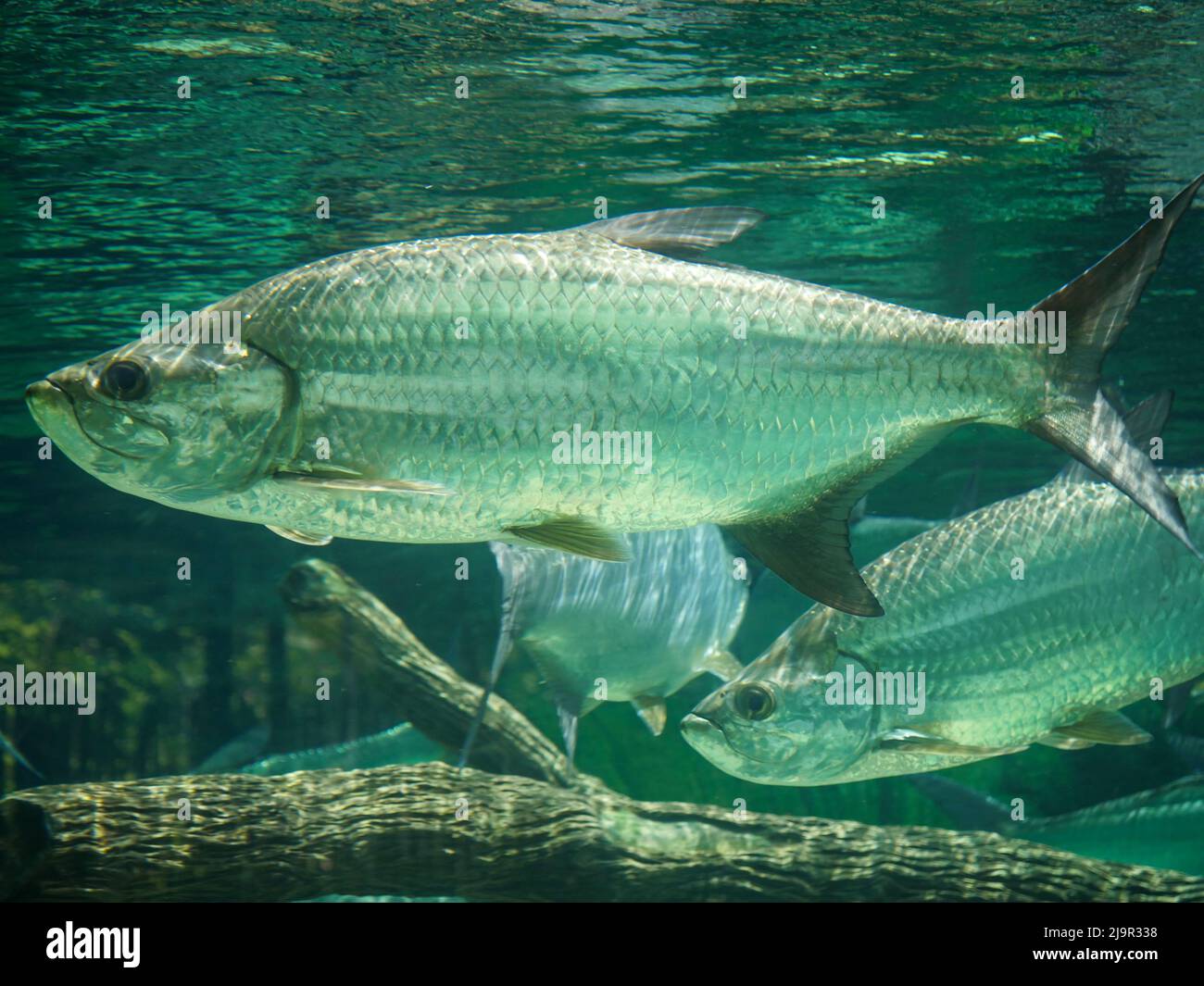 Atlantic tarpon fish also known as the silver king, swimming in fish tank aquarium. it is a ray-finned fish that inhabits coastal waters, estuaries, l Stock Photo