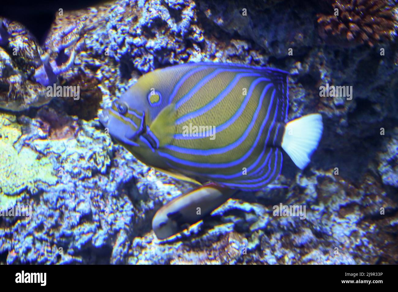 Chaetodontoplus septentrionalis, the blue-striped angelfish and bluelined angelfish, is a species of marine ray-finned fish, swimming in fish tank aqu Stock Photo