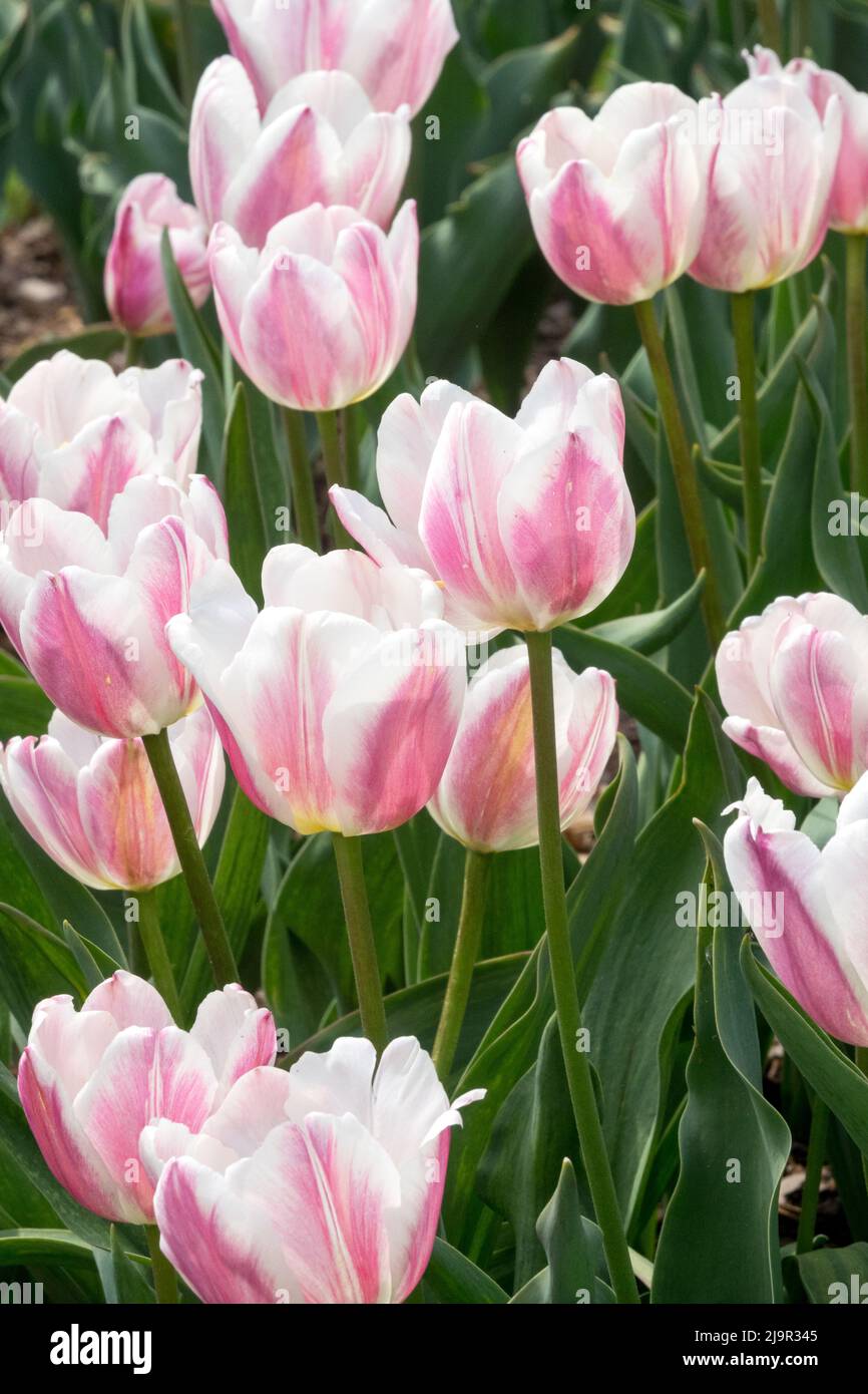 Tulipa 'Beau Monde' beautiful bright tulips with a touch of purple Stock Photo