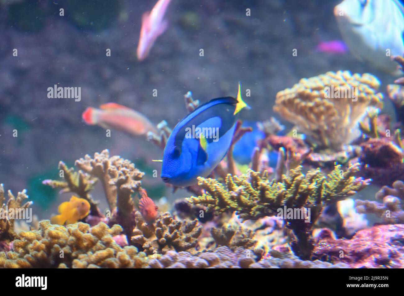 Blue tang fish also known as Paracanthurus hepatus is a species of Indo-Pacific surgeonfish, swimming in fish tank aquarium Stock Photo