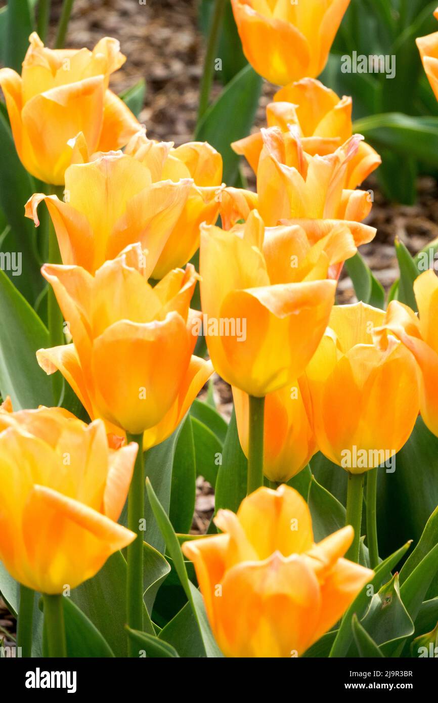 Orange tulips, Tulipa  'Annie Schilder' Stock Photo