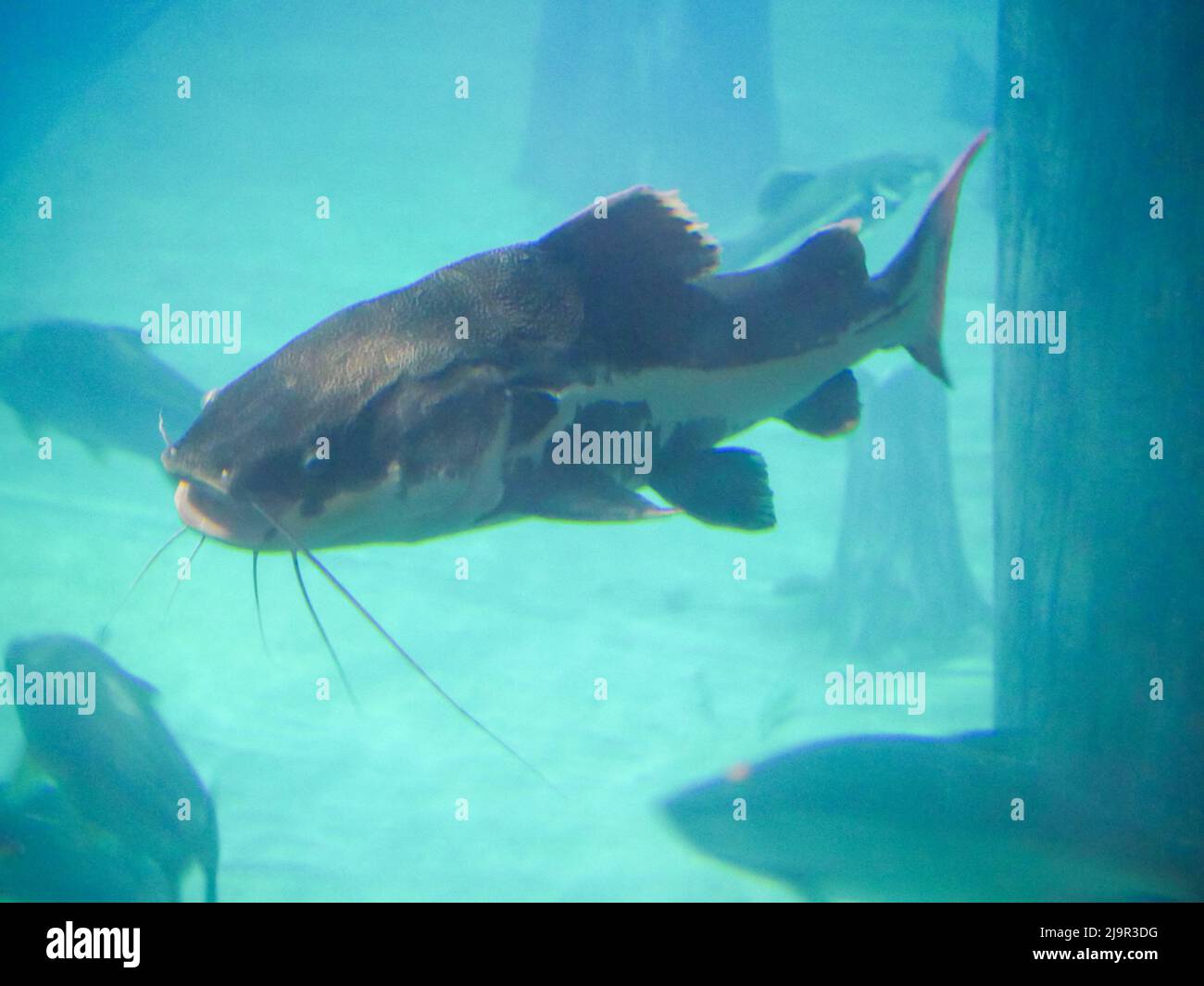Big Catfish swimming in fish tank Aquarium Stock Photo