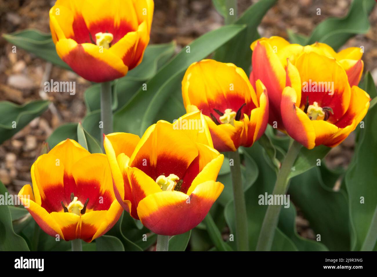 Tulips 'Kees Nelis' Triumph,Tulip,Triumph Tulip Stock Photo