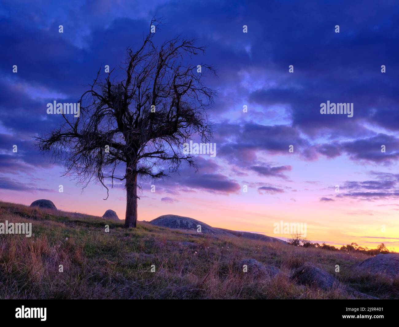 Lone Tree At Sunset Stock Photo