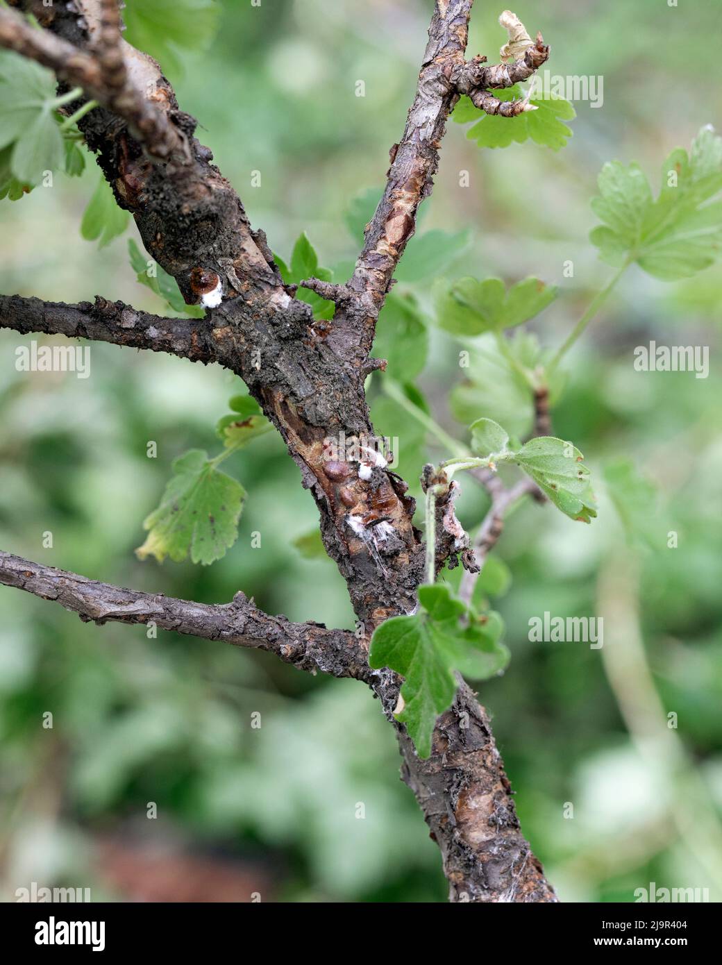 Plant stem heavily infested by scale insects coccoidea on natural background, selective focus Stock Photo
