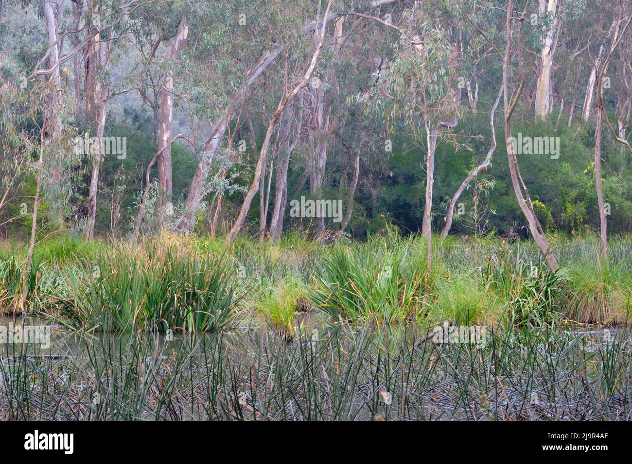 Wetlands and Gum Trees Stock Photo