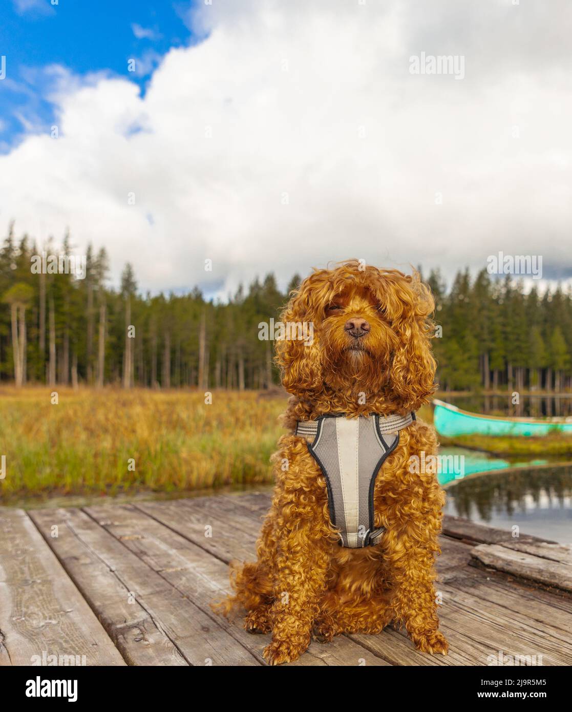 Best harness for cavapoo puppy top