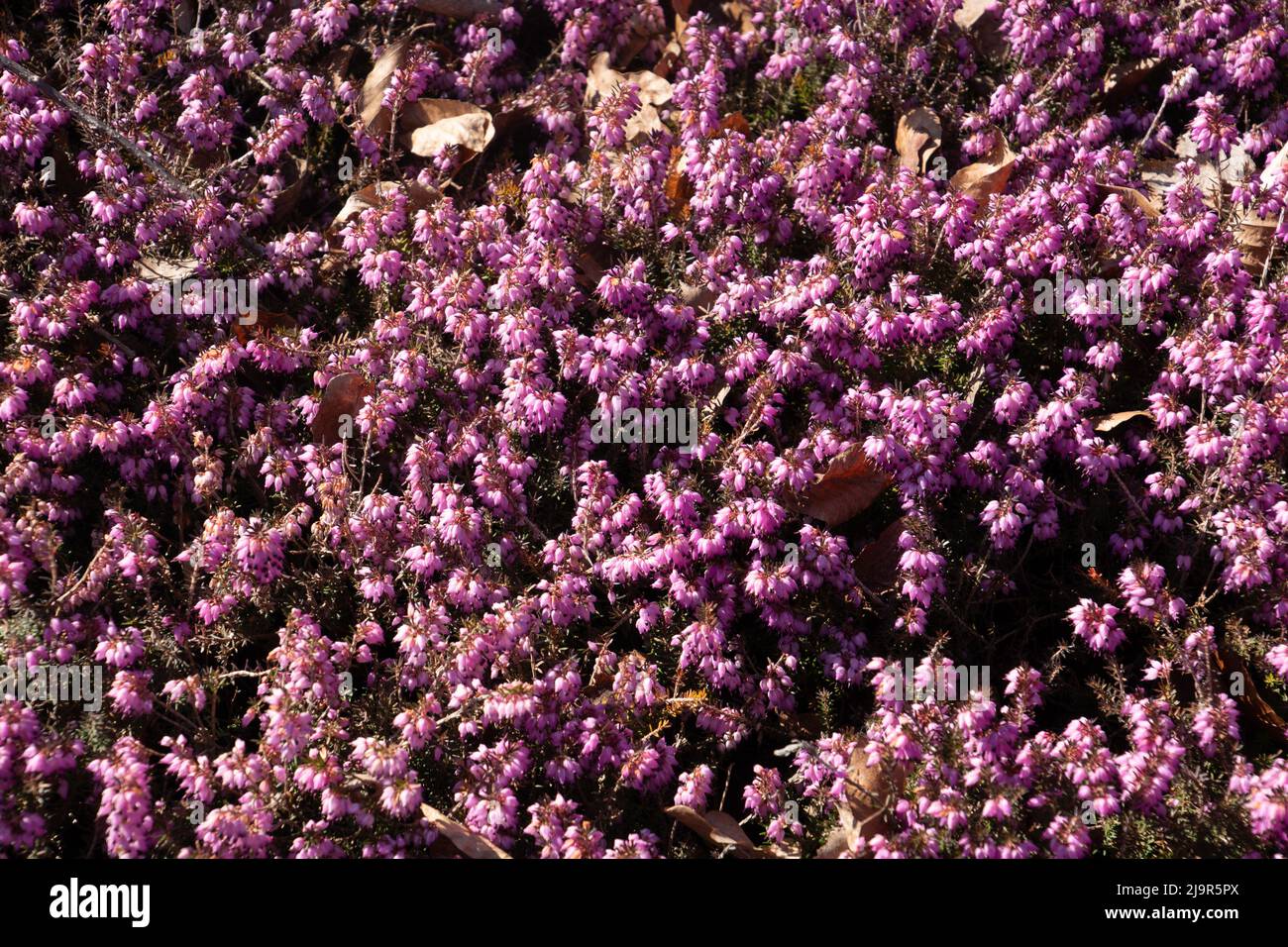 Erica carnea protected woodland flower in bloom with beautiful tiny pink flowers Stock Photo