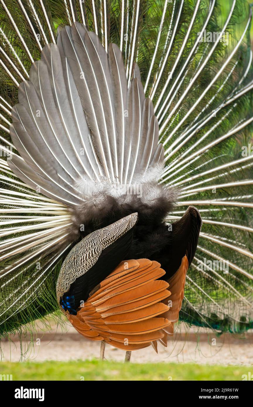 Peacock with upright wheel seen from behind Stock Photo