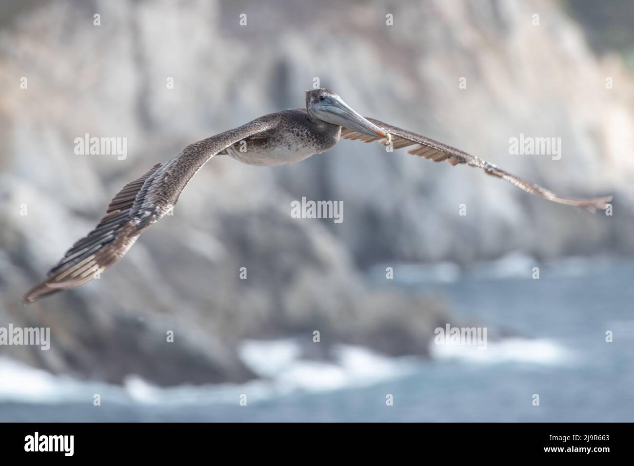 A brown pelican (Pelecanus occidentalis) in flight at Point Lobos state park over Monterey Bay in California. Stock Photo